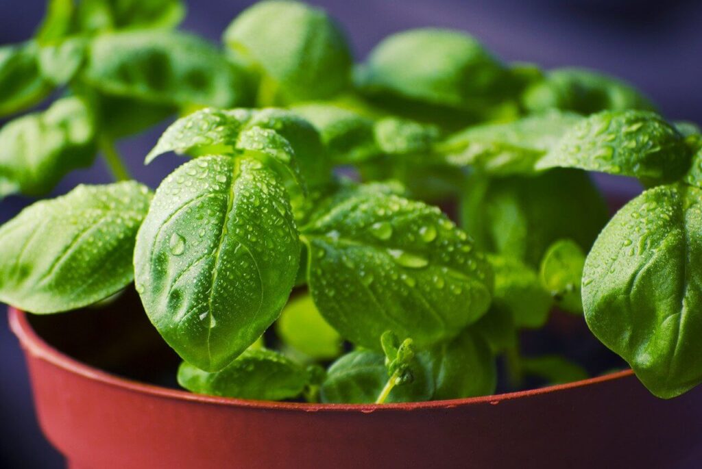 basil planting