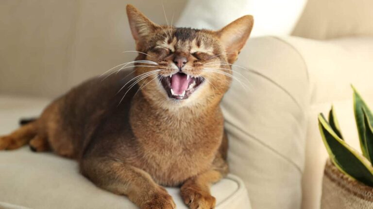 Why do cats meow?  –LifeSavvy