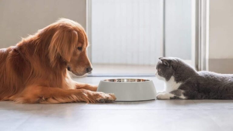 This Is How Often Your Pet’s Bowl Needs Cleaning – LifeSavvy